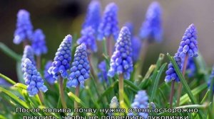 Мускари: посадка и уход в открытом грунте