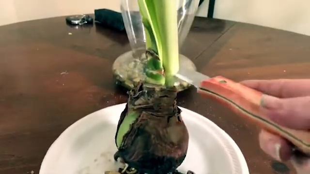 How to Get your Amaryllis to Bloom Again смотреть онлайн