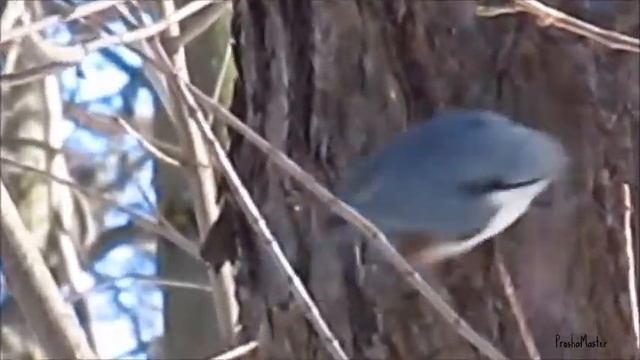 Обыкновенный поползень (Ямщик) Sitta Europaea