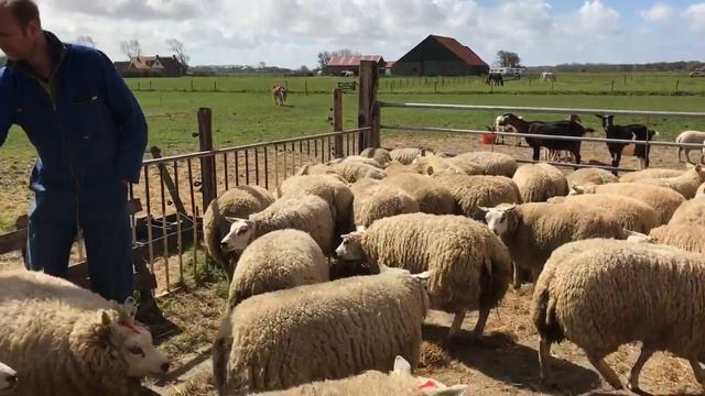 Овцы Породы Тексель смотреть онлайн