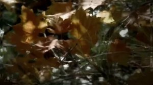 П.И.Чайковский -  Осень.... "Октябрь"- Tchaikovsky  -The Seasons - October