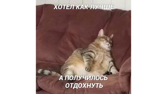 Всем смотреть, это ограбление!) Приколы с котами | Мемозг #398 смотреть онлайн