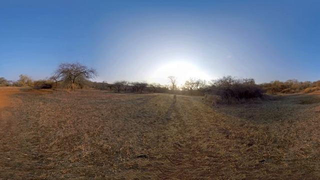 Gir National Park смотреть онлайн