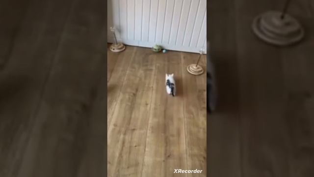 игрушки для кошек смотреть онлайн