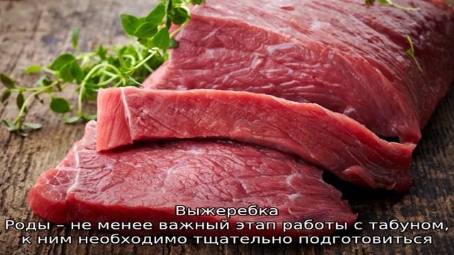 Табунное коневодство – как формировать стадо лошадей? смотреть онлайн
