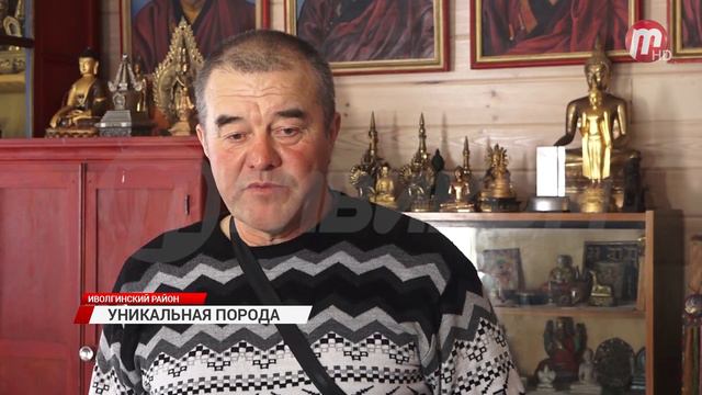 Скотоводы Бурятии получили в дар уникальную породу коров смотреть онлайн