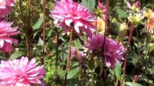 Лучшие сорта георгинов: классика и модные сорта для средней полосы России