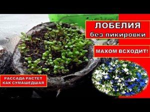 Лобелии без пикировки. из семян! 100 % всходы на 2 День! Супер Способ Выращивания Рассады Лобелия БМ