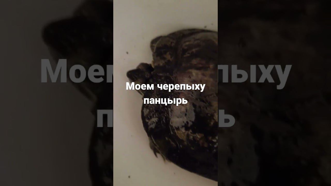 Черепых пытается избежать банных процедур смотреть онлайн