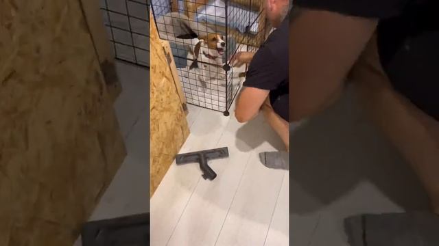 Выпуск 4. Одержимый игрушками амстаф (команда дай) перевозбуждение Джекраселы. Работаем даже ночью! смотреть онлайн