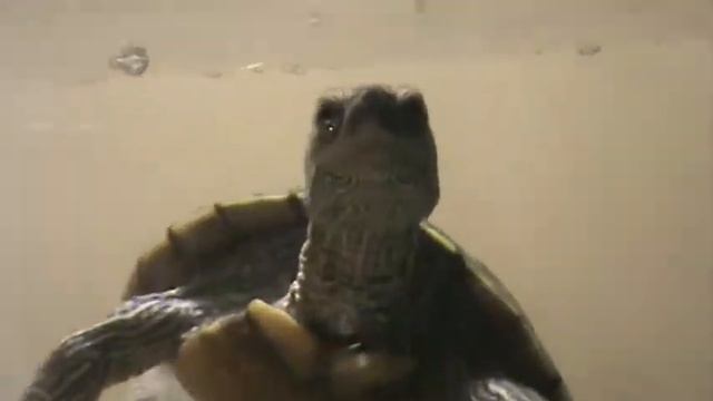 Sony DCR-SX45 смотреть онлайн