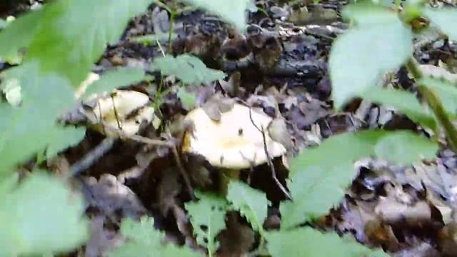 грузди в августе 2021 смотреть онлайн