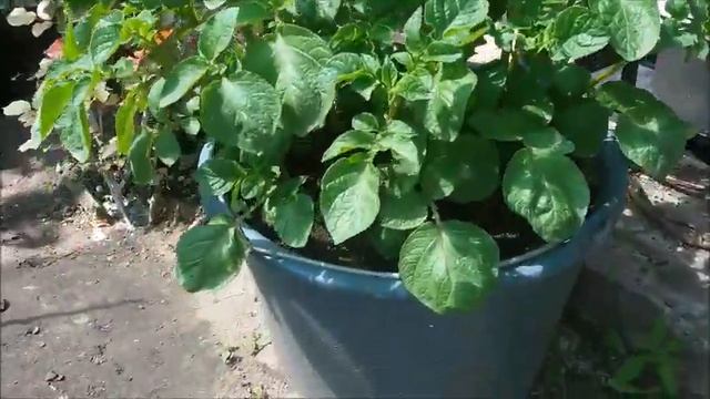 Подкормка картошки калием. смотреть онлайн