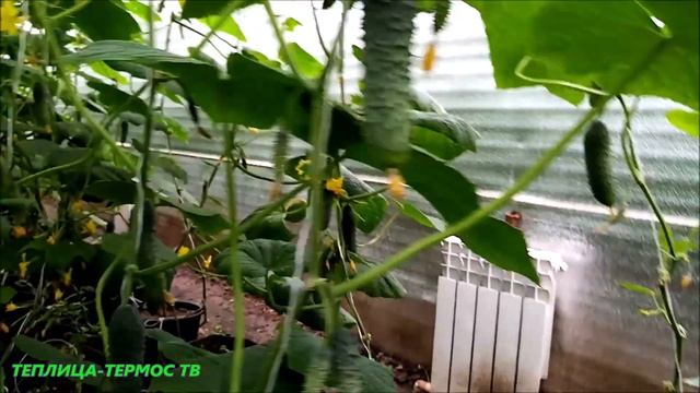 ОГУРЦЫ//БОЛЬШОЙ УРОЖАЙ//В МАСШТАБАХ МОЕЙ ТЕПЛИЦЫ!!! смотреть онлайн