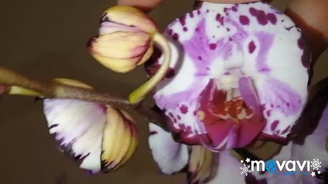 #Орхидеи без имени#Помогите определить сорт??? смотреть онлайн