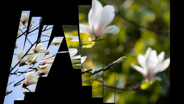 Yulan Magnolia Flower / Magnolia liliiflora Flower #nature #flowers #china смотреть онлайн