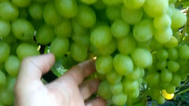 Сорт винограда Лора смотреть онлайн