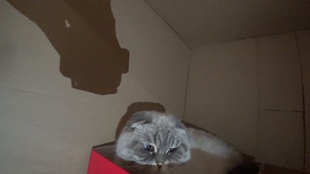 Кот Кевин решил жить в коробке от стиральной машины смотреть онлайн