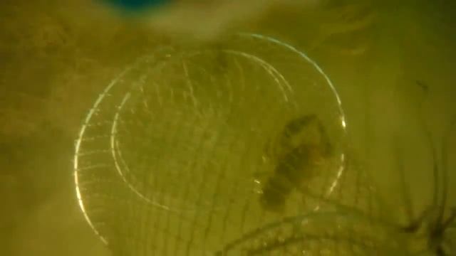 Ловля рака в озере смотреть онлайн