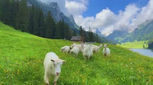 Горы. Ферма. Alpen Gold - рождение! ;)