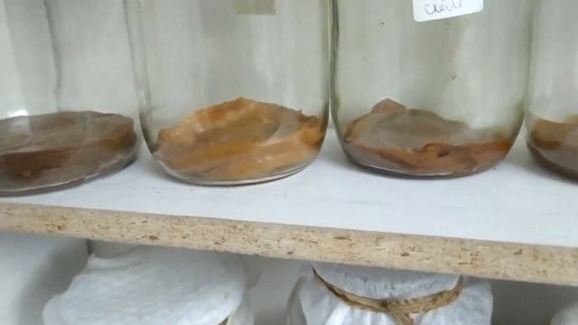 А знаете, что чайный гриб можно не только перекормить, но и вырастить с нуля? смотреть онлайн