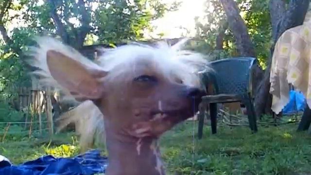 Китайские хохлатые щенки Тиффи и Тинки смотреть онлайн