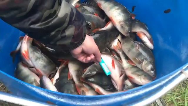 2й.09 РК Фишка Данилово, зарыбление окунем, платная рыбалка, платник, ловля на спиннинг смотреть онлайн