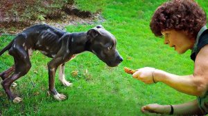 Случаи, Когда Животные Пришли к Людям за Помощью