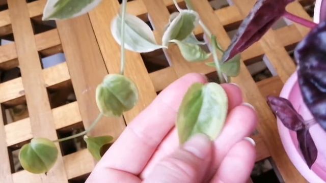 Пеперомии! #абрикос#сканденс#клузиелистная смотреть онлайн