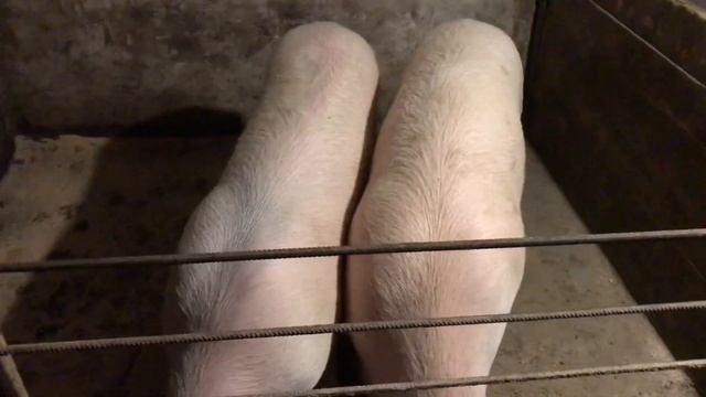 ХРЯК породы УЭЛЬС, ЛАНДРАС,ОТКОРМ СВИНЕЙ// ТАКОЙ есть У МЕНЯ И МАЙКЛА ДЖЕКСОНА смотреть онлайн