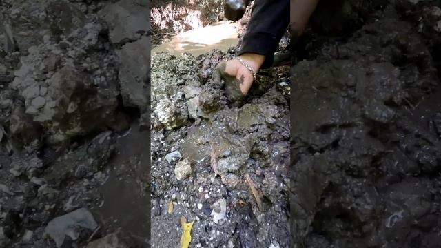 Что нас ждёт за интересным сигналом металлоискателя, в поисках клада с лабрадором