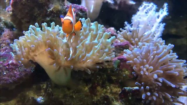 Playful Ocellaris Clownfish and Sea Anemones смотреть онлайн