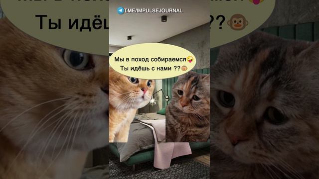 Уже взрослая #мыкотики #разговор #анекдот #шутки #коты #юмор #смешное #прикольно #мемы #cat смотреть онлайн