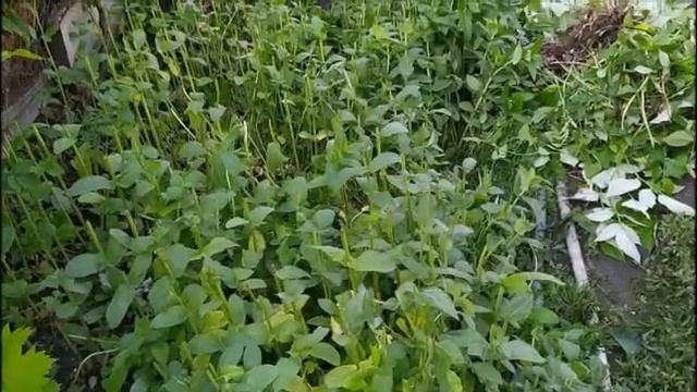 Музыкальные Перформансы и Импровизации