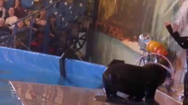 Морской котик в купчинском дельфинарии смотреть онлайн