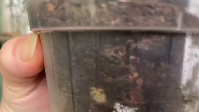 Поменяла место для Цимбидиумов)))🌺мой балкон, 🌸домик для орхидей август месяц смотреть онлайн