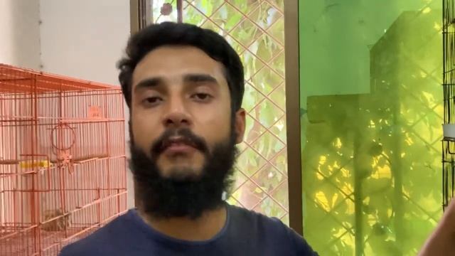 Breeding progress of white java | mini zoo update смотреть онлайн