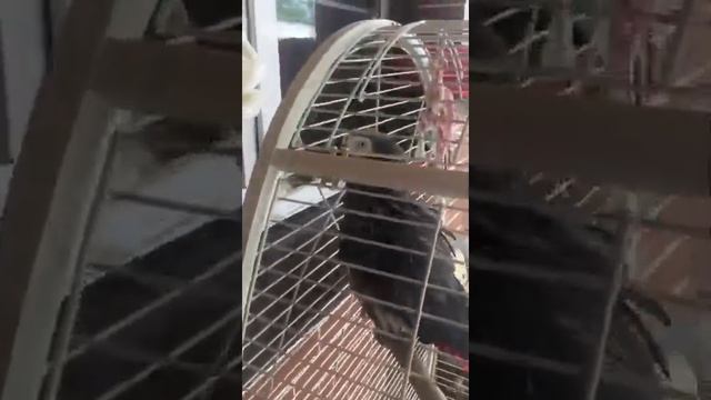 Цветы в горшках из изолона и фоамирана смотреть онлайн