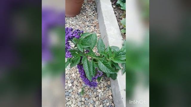 Гелиотроп, выращиваю из семян, для очень жарких мест, никогда не подводил смотреть онлайн