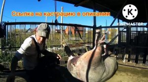 522❌КАСТРИРУЮ ХРЯКА ВЕСОМ 250 КГ ОДИН❌