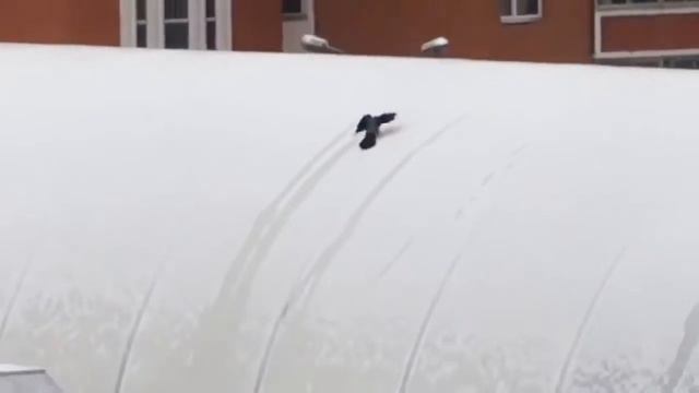 Moments of Animals Genius That Will Amaze You смотреть онлайн