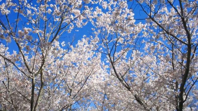 РАСТЕНИЯ #relax# muzik # relax video # relaxing video # beautiful video # relax muzik #relax смотреть онлайн