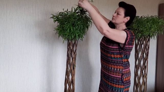 ТТ17 Ивушки Стрижка и уход смотреть онлайн