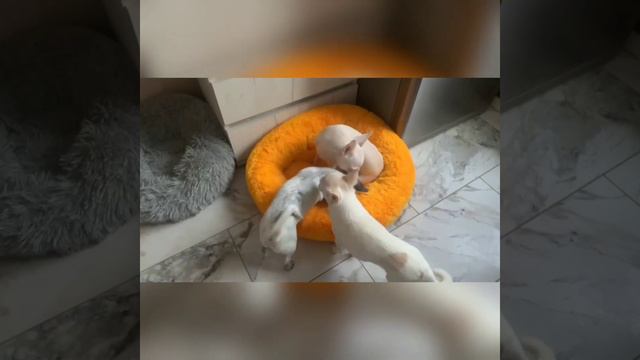 Мега!выпускники питомника чихуахуа Кастропуло Крым и их друзья смотреть онлайн