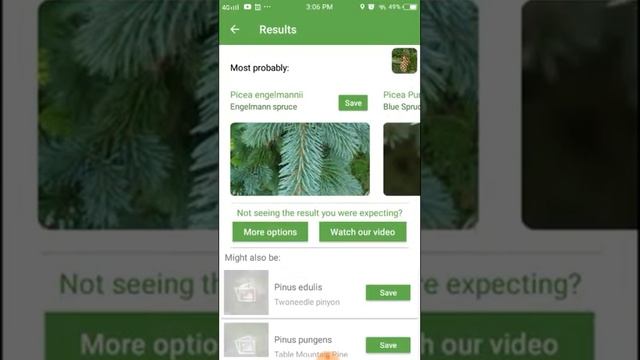 PlantSnap identifies a Engelmann spruce (Picea engelmannii) смотреть онлайн