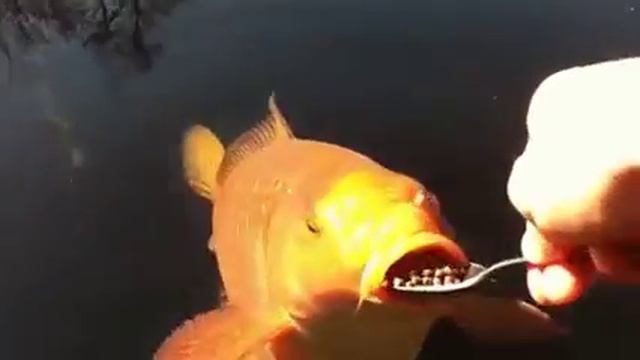 как надо кормить золотую рыбку, что бы она исполнила больше желаний ) смотреть онлайн