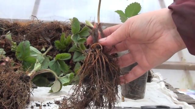 Саженцы земляники с ЗКС и ОКС. В чем отличия? смотреть онлайн