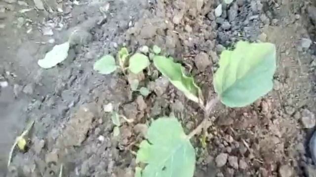 Наша дача Секрет урожайности помидор,баклажан,перца,обзор картошки,что на ужин смотреть онлайн