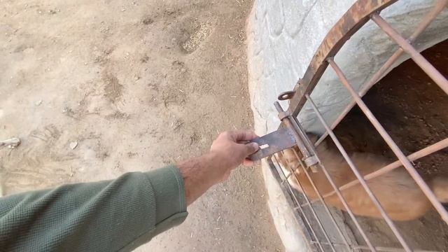 Aj Panther Ko Husky Se Milwaya? смотреть онлайн