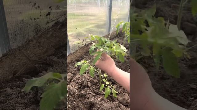 Подвязка томатов шпагатом. Свободная петля для подвязки. смотреть онлайн